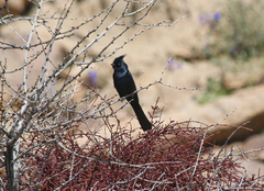 Phainopepla nitens