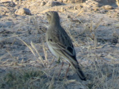 Anthus cinnamomeus bocagii