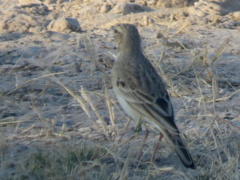 Anthus cinnamomeus bocagii