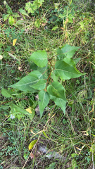 Populus balsamifera