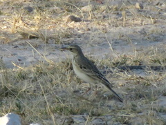 Anthus cinnamomeus bocagii