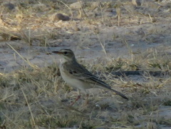Anthus cinnamomeus bocagii