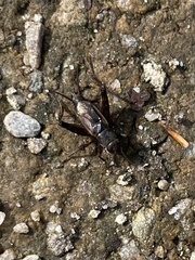 Allonemobius fasciatus