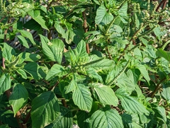 Amaranthus