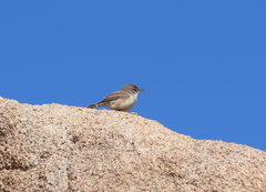 Salpinctes obsoletus