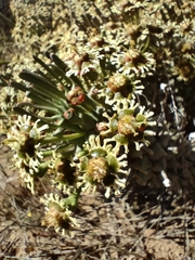 Euphorbia caput-medusae