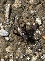 Allonemobius fasciatus