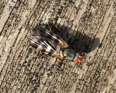 Ceroxys urticae