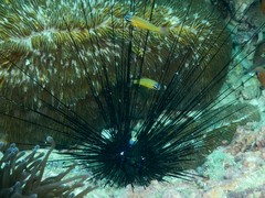 Ostorhinchus properuptus