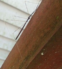 Emesaya brevipennis