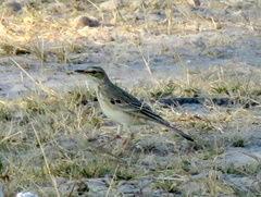 Anthus cinnamomeus bocagii