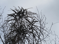 Pseudopanax crassifolius