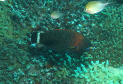 Pseudodax moluccanus