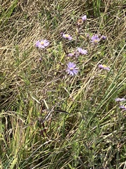 Symphyotrichum subspicatum
