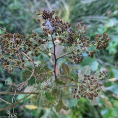 Spiraea alba