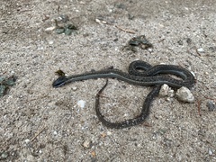 Thamnophis elegans