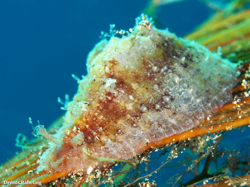 Dolabrifera edmundsi