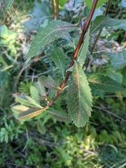 Spiraea alba