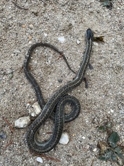 Thamnophis elegans