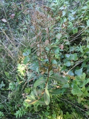 Spiraea alba