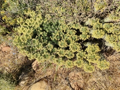 Euphorbia caput-medusae