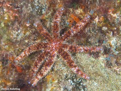 Coscinasterias tenuispina