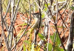 Synallaxis albescens