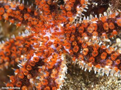 Coscinasterias tenuispina