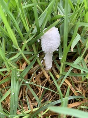 Leucocoprinus cretaceus