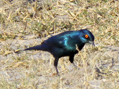 Lamprotornis nitens