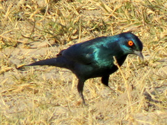 Lamprotornis nitens