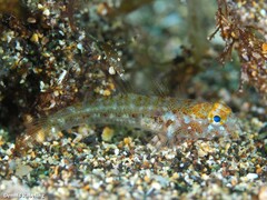 Vanneaugobius canariensis