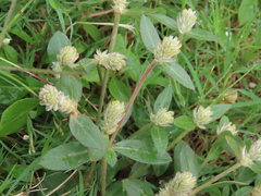 Gomphrena celosioides