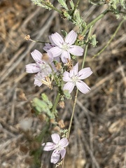 Stephanomeria