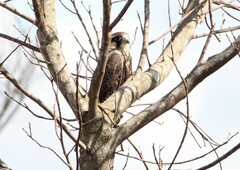 Falco femoralis
