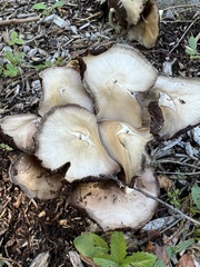 Candolleomyces candolleanus