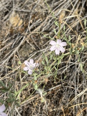 Stephanomeria