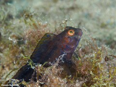 Parablennius pilicornis