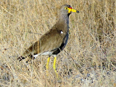 Vanellus senegallus lateralis