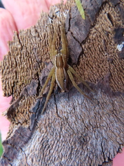 Dolomedes minor