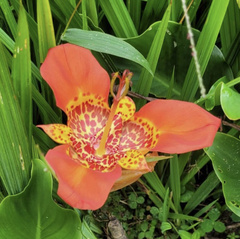 Tigridia pavonia