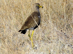 Vanellus senegallus lateralis