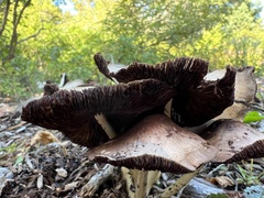 Candolleomyces candolleanus