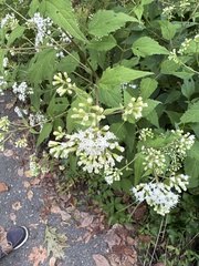 Ageratina