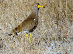 Vanellus senegallus lateralis