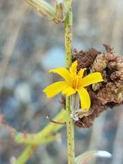 Chondrilla juncea