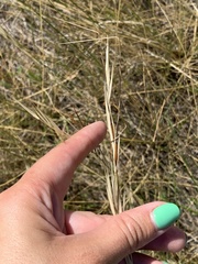 Hesperostipa curtiseta