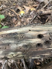 Helicogloea compressa