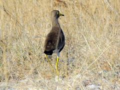 Vanellus senegallus lateralis