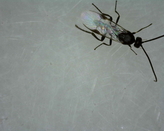 Microgastrinae